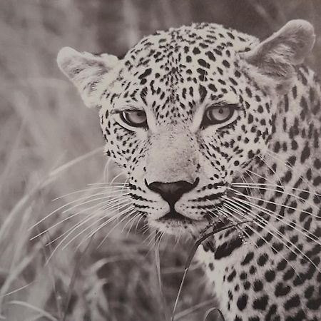 Animalier Apartman Joigny Kültér fotó