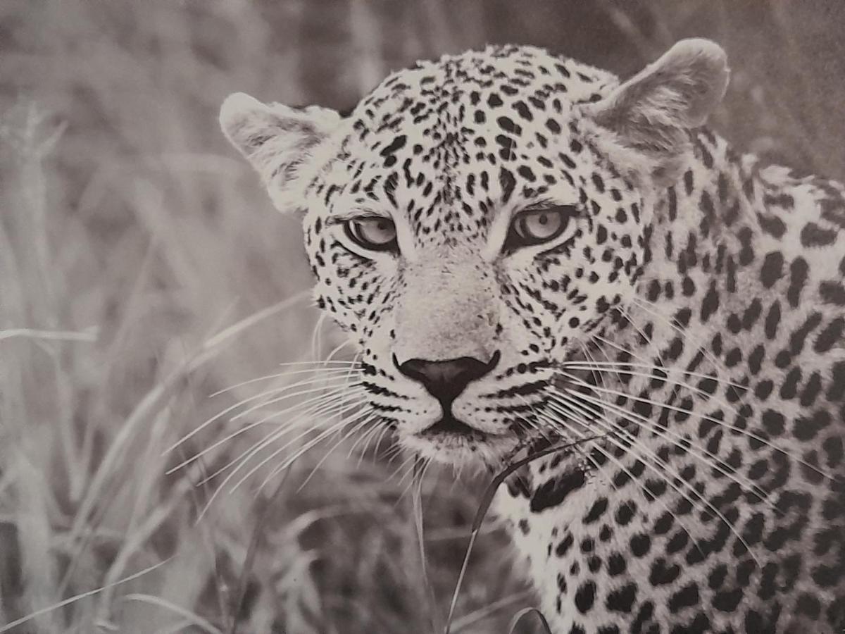 Animalier Apartman Joigny Kültér fotó